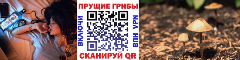 Галлюциногенные грибы Psilocybine cubensis  гидра как зайти  Олёкминск  цены  